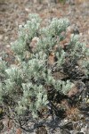 Stiff Sagebrush