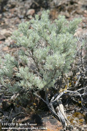 Artemisia rigida