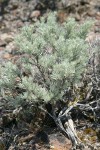 Stiff Sagebrush