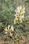 Leiberg's Milk-vetch blossoms & foliage