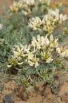 Leiberg's Milk-vetch