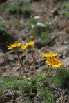 Hooker's Balsamroot