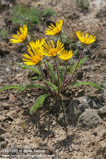 Balsamorhiza hookeri