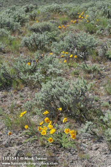 Balsamorhiza hookeri; Artemisia rigida