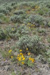 Hooker's Balsamroot w/ Stiff Sagebrush on lithosol