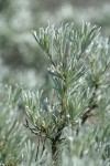 Threetip Sagebrush foliage detail