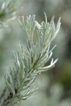 Threetip Sagebrush foliage detail