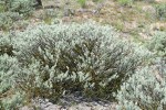 Threetip Sagebrush