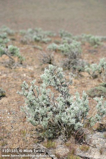 Artemisia rigida