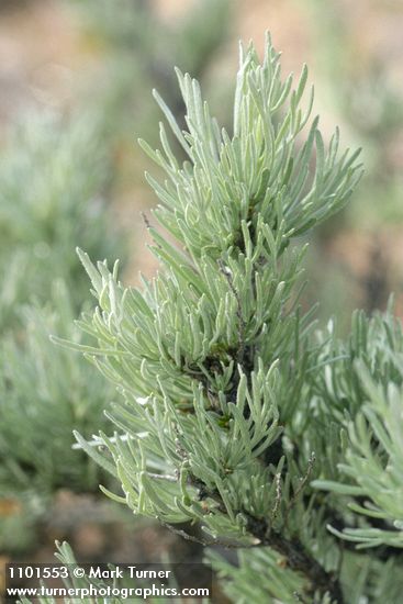 Artemisia rigida