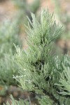 Stiff Sagebrush foliage detail