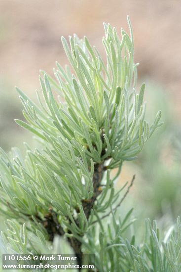 Artemisia rigida