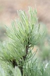 Stiff Sagebrush foliage detail