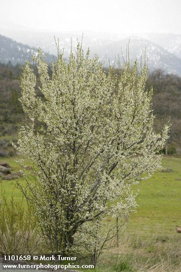 Prunus subcordata