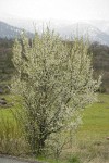 Klamath Plum