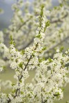 Klamath Plum blossoms & emerging foliage