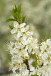 Klamath Plum blossoms & emerging foliage detail