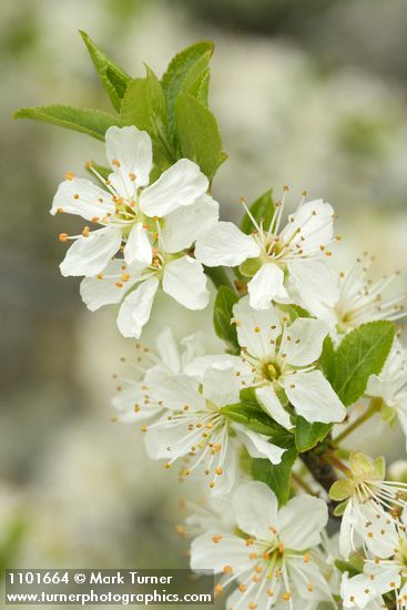 Prunus subcordata