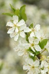 Klamath Plum blossoms & emerging foliage detail