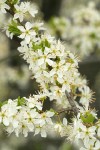 Klamath Plum blossoms & emerging foliage