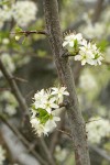 Klamath Plum blossoms, twig & emerging foliage