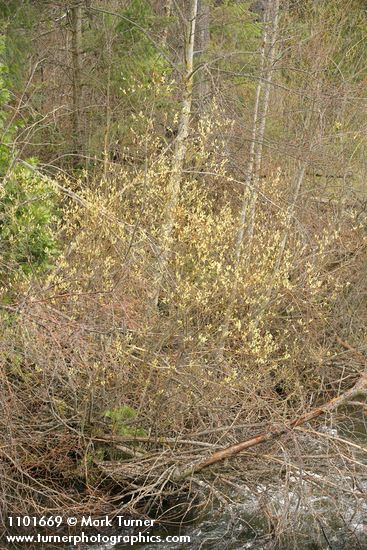 Salix ligulifolia