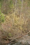 Strapleaf Willow blooming along Eddy Creek