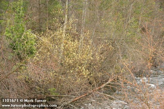 Salix ligulifolia