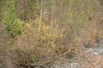 Strapleaf Willow blooming along Eddy Creek