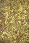 Strapleaf Willow male catkins & twigs