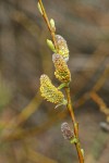 Strapleaf Willow male catkins