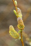 Strapleaf Willow male catkins detail