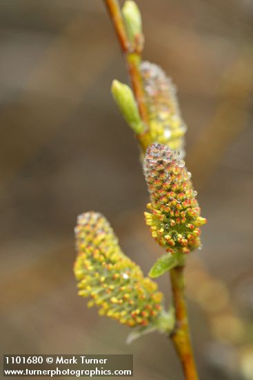 Salix ligulifolia