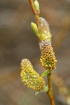 Strapleaf Willow male catkins detail