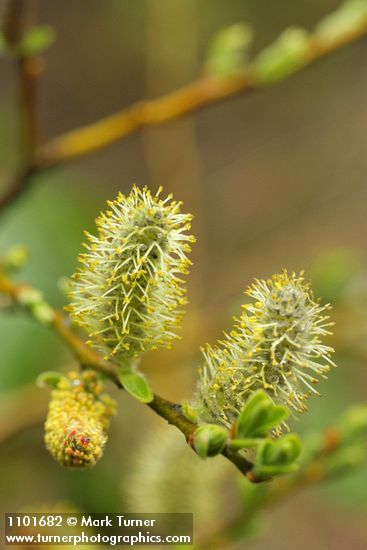 Salix ligulifolia