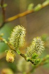 Strapleaf Willow male catkins detail