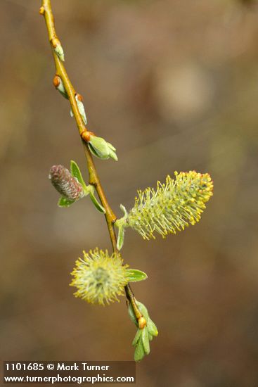 Salix ligulifolia