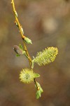 Strapleaf Willow male catkins detail