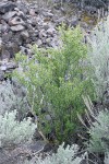 Desert Gooseberry among Big Sagebrush at base of lava flow