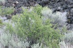 Desert Gooseberry among Big Sagebrush at base of lava flow