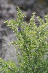 Desert Gooseberry