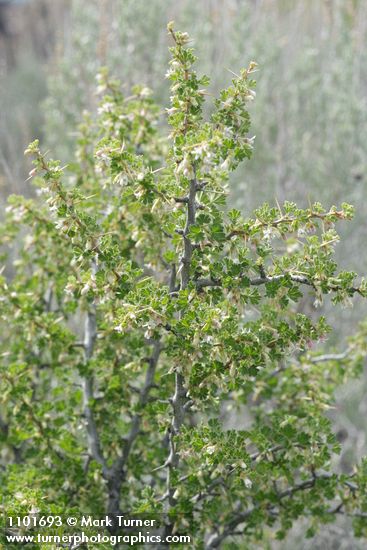 Ribes velutinum