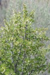 Desert Gooseberry