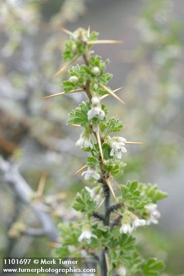 Ribes velutinum