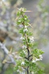 Desert Gooseberry blossoms, foliage, thorns detail