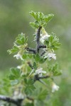 Desert Gooseberry blossoms, foliage, thorns detail