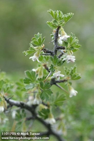 Ribes velutinum