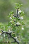 Desert Gooseberry blossoms, foliage, thorns detail