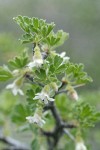 Desert Gooseberry blossoms & foliage detail