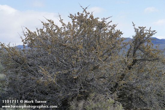 Shepherdia argentea